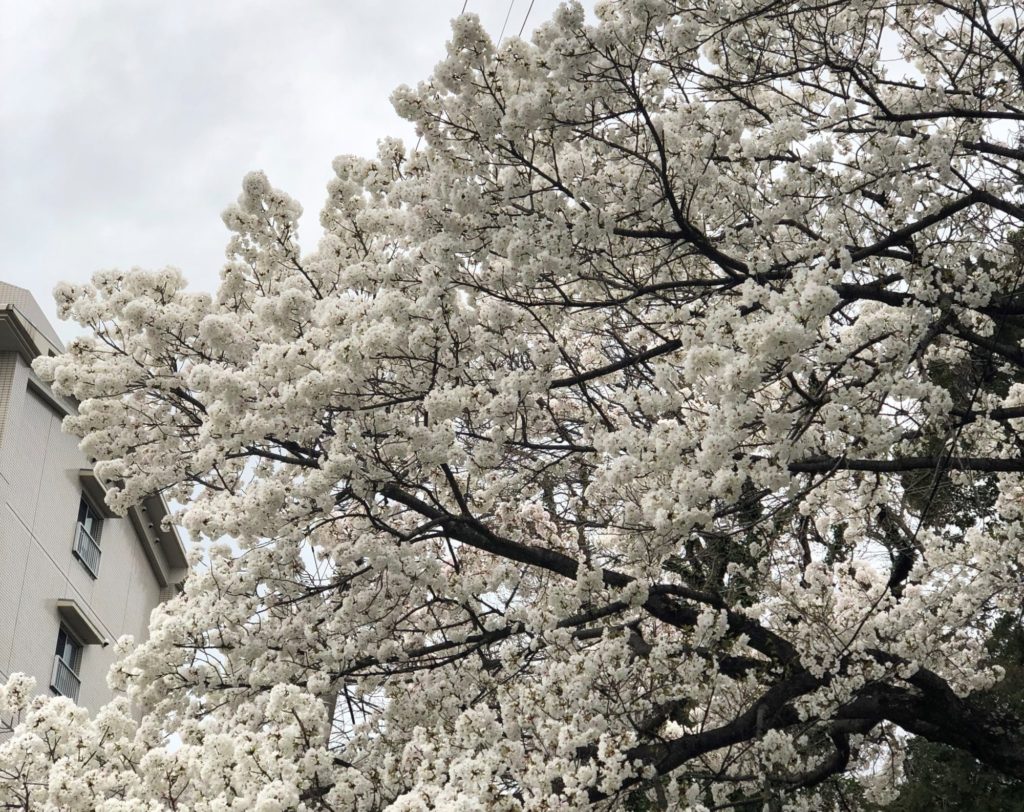 満開の白い桜 ハイムのひろば